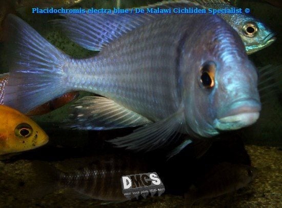Placidochromis electra blue